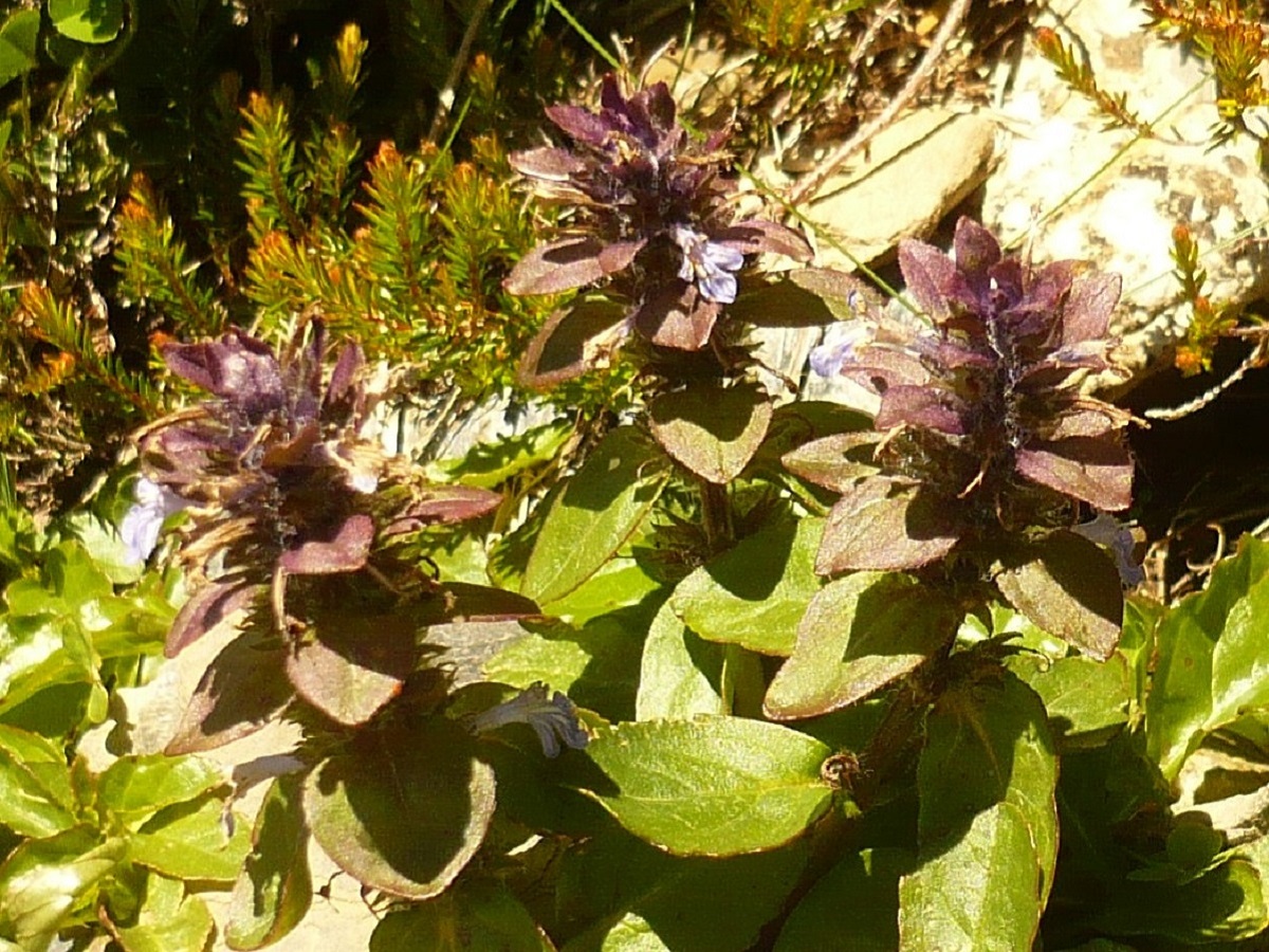 Ajuga x hampeana (Lamiaceae)